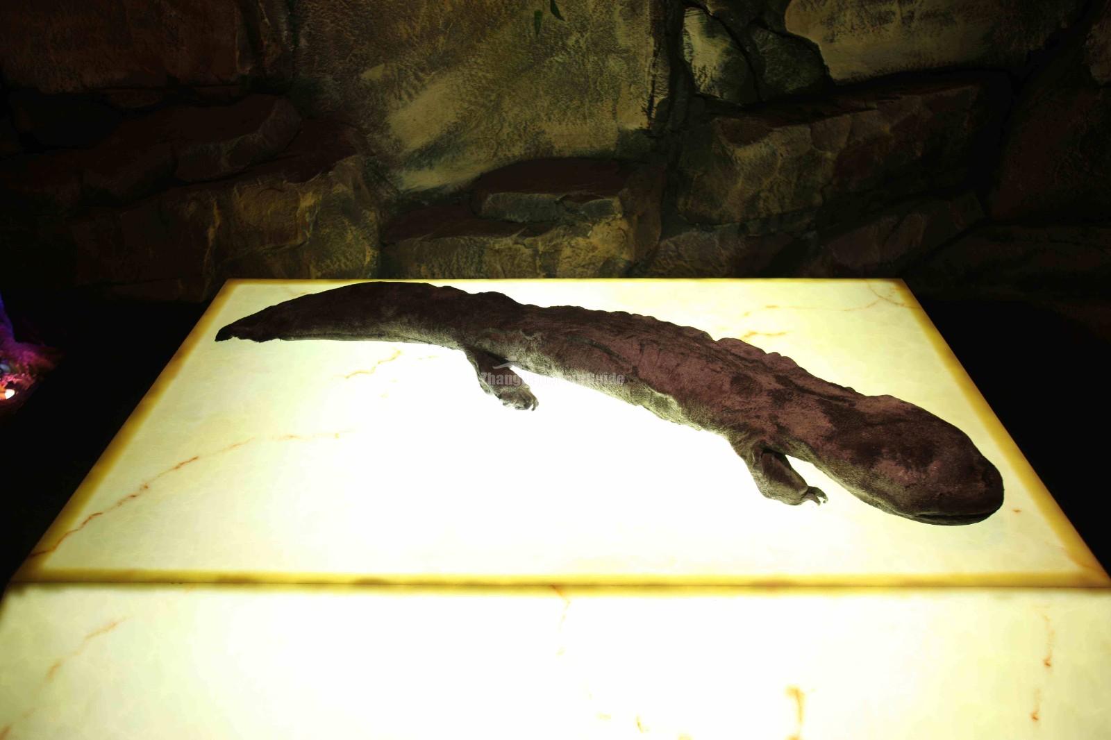 China Giant Salamander Bio-Tech Museum