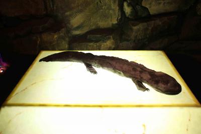 China Giant Salamander Bio-Tech Museum
