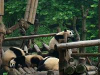 Giant Panda's Life Chengdu