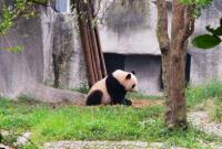 Panda Base Chengdu