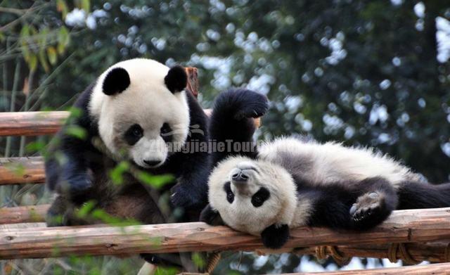 Giant Panda Playing Chengdu