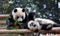 Giant Panda Playing Chengdu