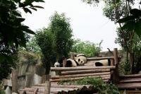 Giant Panda at Chengdu Research Base