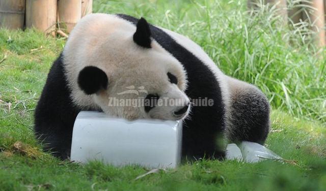 Giant Panda Sleeping Chengdu Sichuan