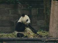 Giant Panda's Meal Chengdu