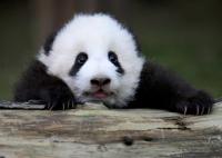 Giant Panda Beautiful and Lovely