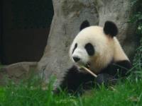 Giant Panda Eating Bamboo