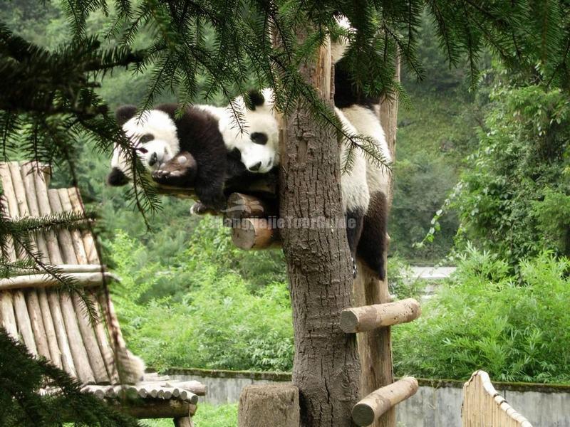 Chengdu Panda Base
