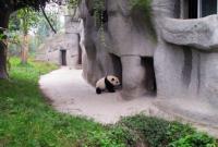 A Panda Goes Back Its Home Chengdu Base