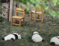 Giant Panda Chengdu