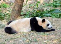 Giant Panda Spleeping Chengdu
