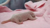 Baby Panda Chengdu Panda Research Base