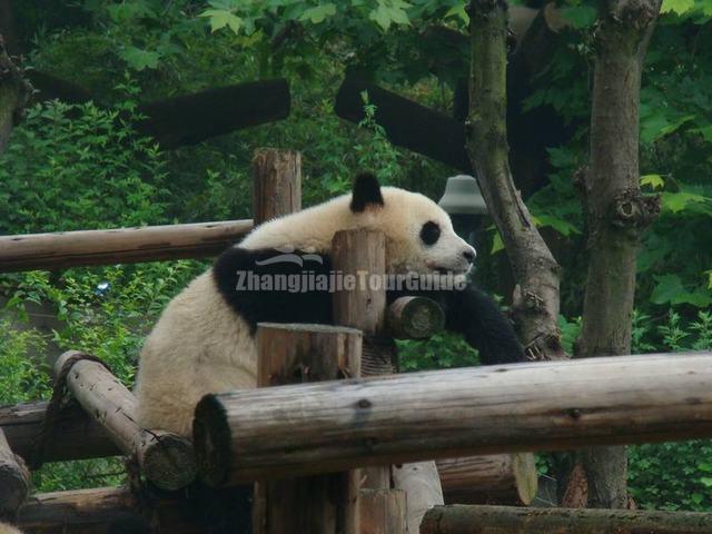 Giant Panda Chengdu