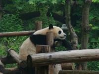Giant Panda Chengdu