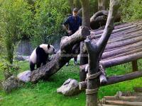 Chengdu Research Base of Giant Panda Breeding