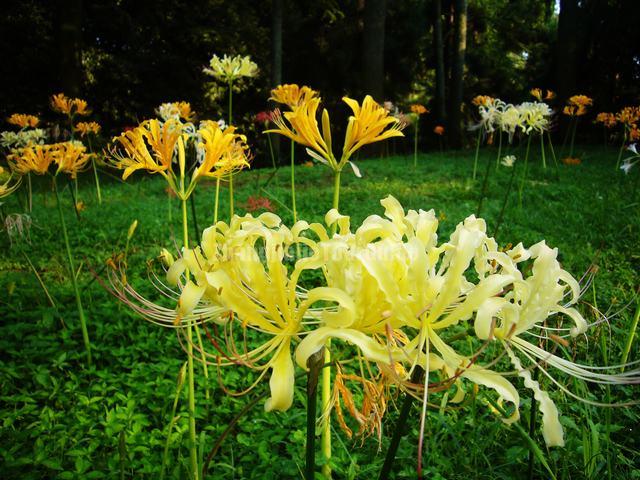 Lycoris Flowers