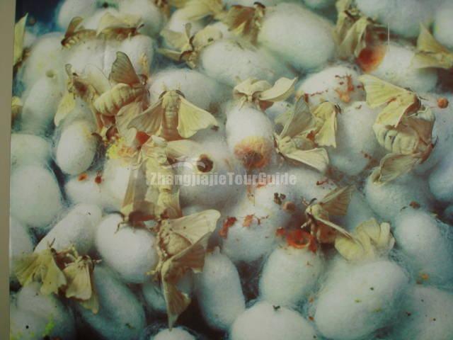 No. 1 Silk Factory Silkworm Pupa Suzhou
