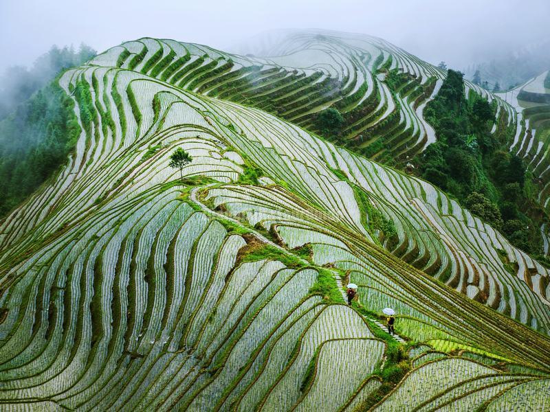 Longsheng Rice Terraces