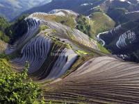 Rice Terraces in Ping'an Zhuang Village