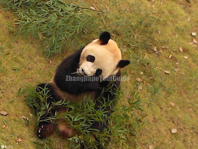 Shenzhen Safari Park Lovely Panda
