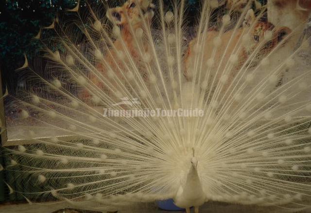 Shenzhen Safari Park White Peacock