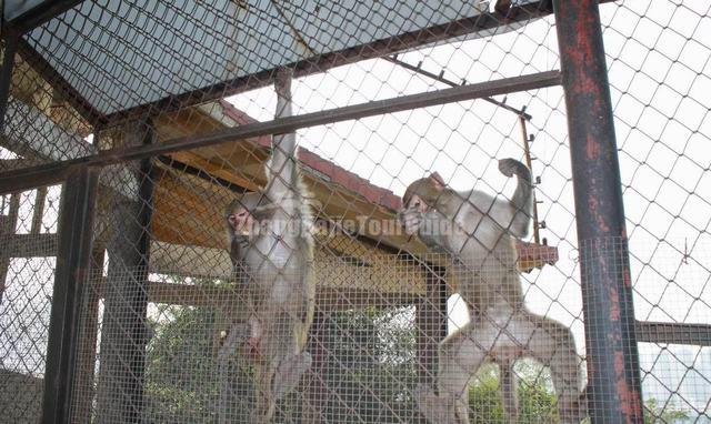Shenzhen Safari Park Monkeys