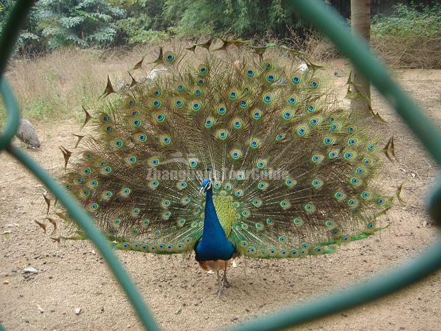 A Peacock Flaunting Its Tail at Shenzhen Safari Park 