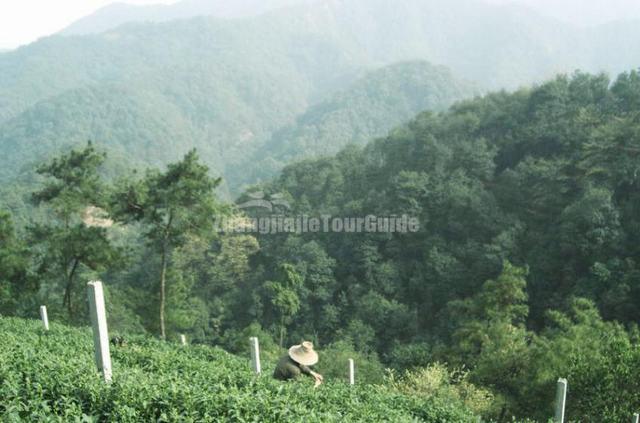 Shifeng Longjing Tea Garden Hangzhou