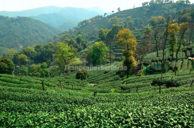 Hangzhou Beautiful Shifeng Longjing Tea Plantation