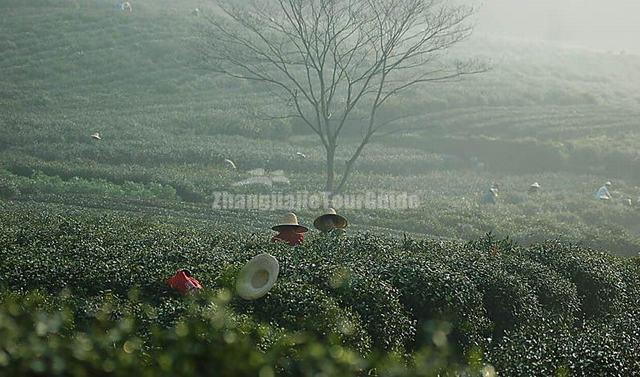 Shifeng Longjing Tea Garden Tea Plucking People Hangzhou