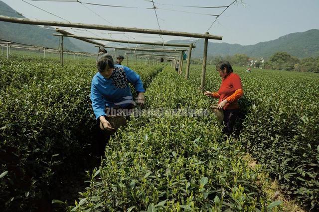 Shifeng Longjing Tea Plantation Tea Plucking People Hangzhou