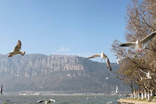 Flying Seagulls on Dian Lake, Yunnan