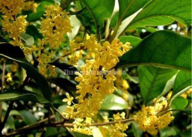 Wulingyuan Osmanthus Garden