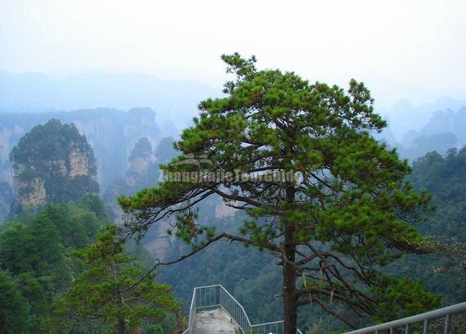 Yaozizhai Scenic Area at Zhangjiajie National Park