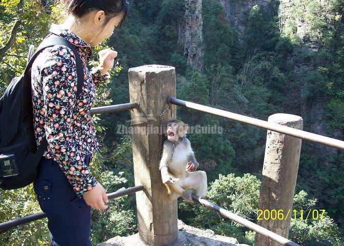 Zhangjiajie National Park Animal-Monkey